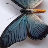 Papillon naturalisé encadré