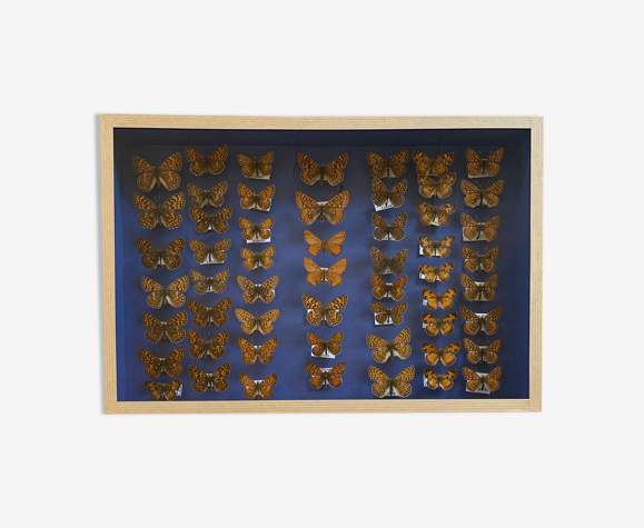 Papillons naturalisés sous verre