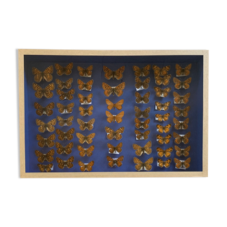 Butterflies stuffed under glass