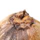 Empty vintage pocket - natural coconut