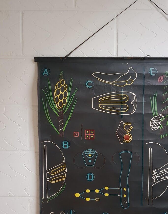 Vintage school poster by Paul Sougy - Le Pin, 1952