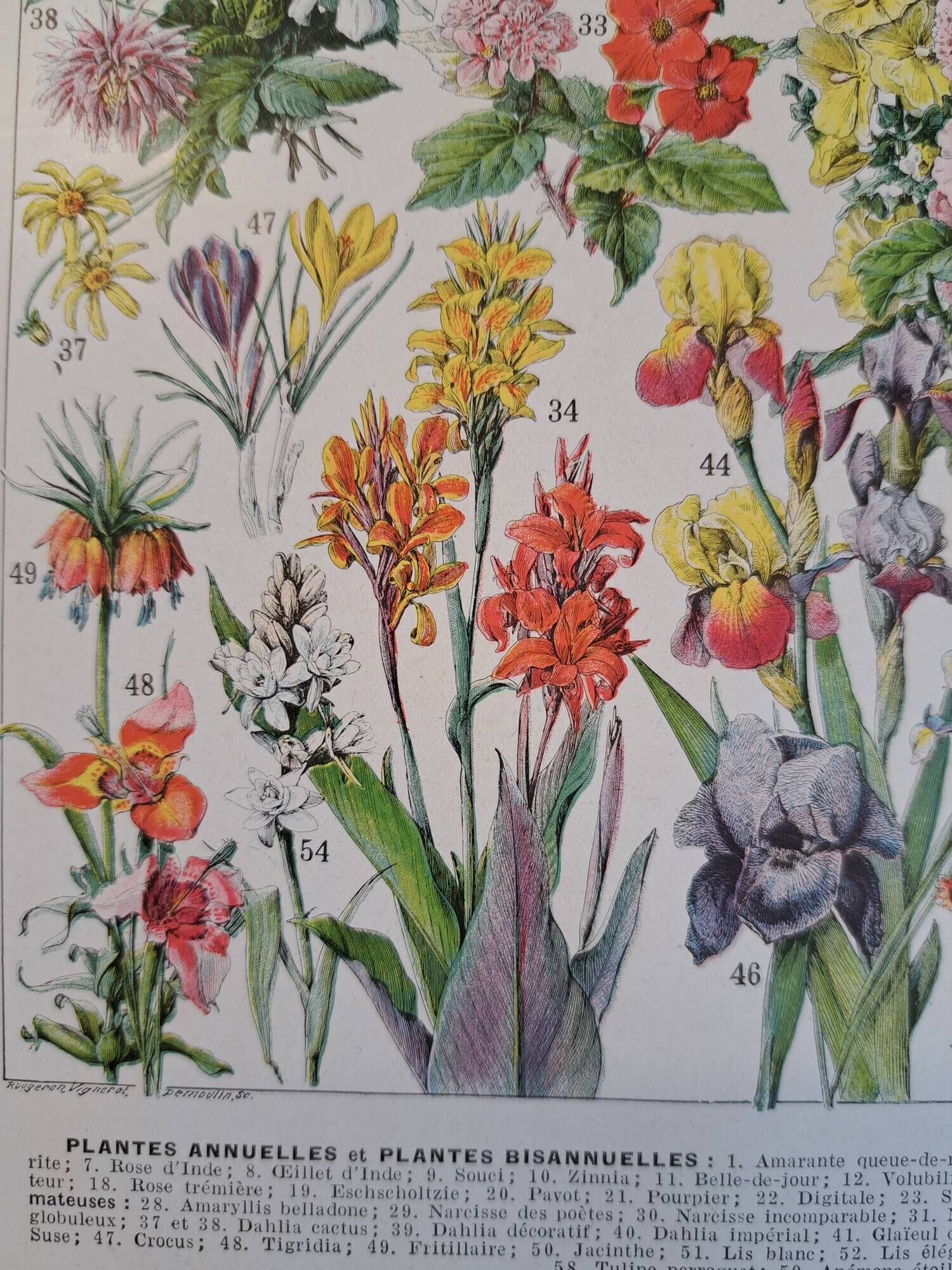Old botanical plate "Flowers" – 1930
