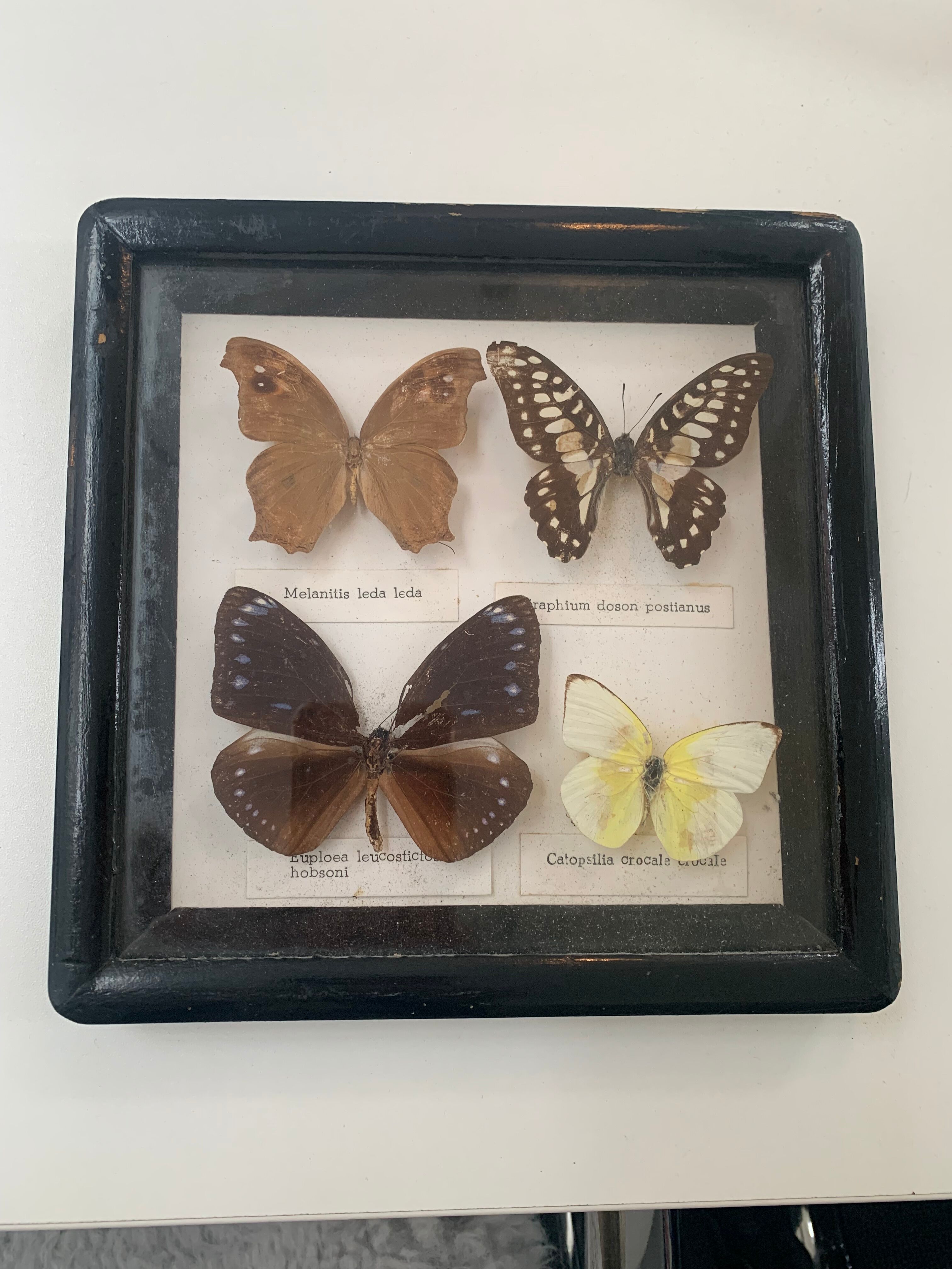 Cadre vintage de papillons, taxidermie