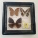 Cadre vintage de papillons, taxidermie