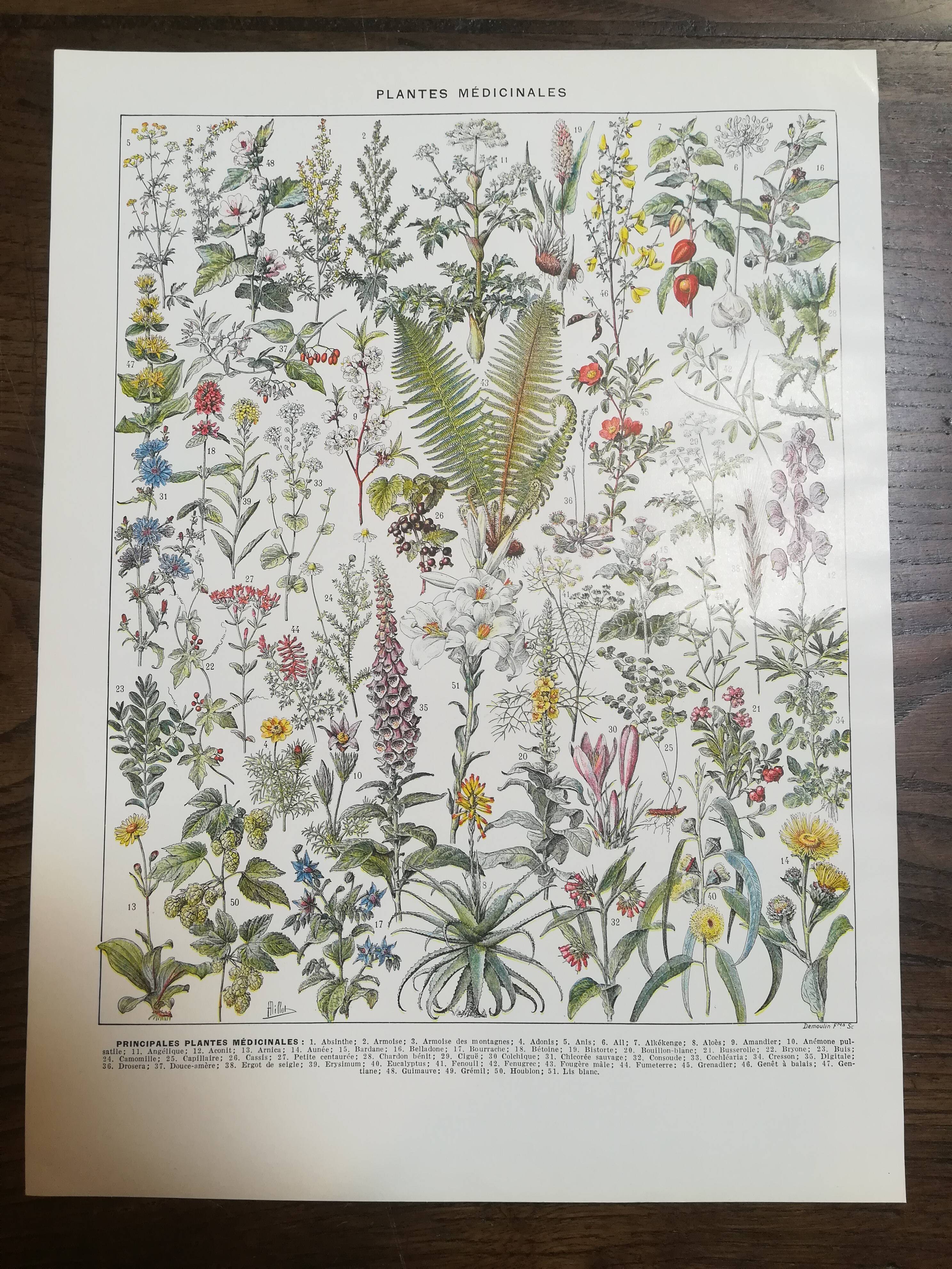 Lithograph on medicinal plants from 1928 (absinthe)