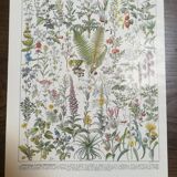 Lithograph on medicinal plants from 1928 (absinthe)