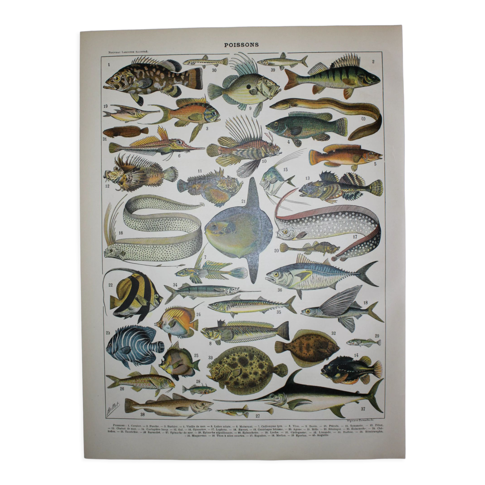 Lithograph • Fish 1, marine animals • Original lithograph from 1898