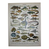 Lithograph • Fish 1, marine animals • Original lithograph from 1898