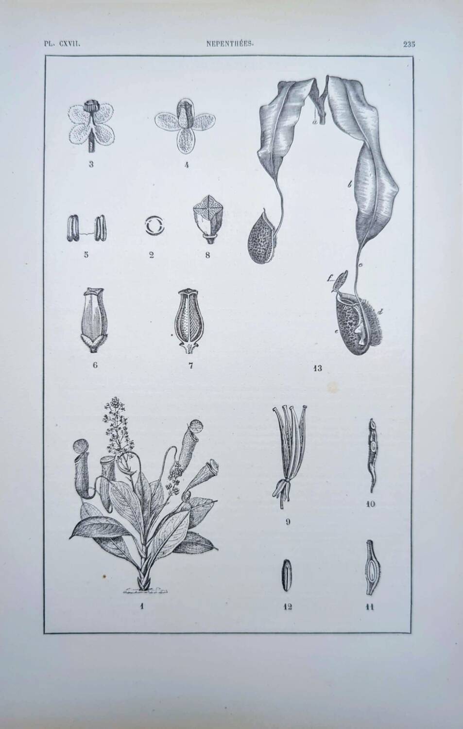 Printed in 1889, the Nepenthes (carnivorous plants).