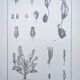 Printed in 1889, the Nepenthes (carnivorous plants).