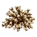 Corail ancien