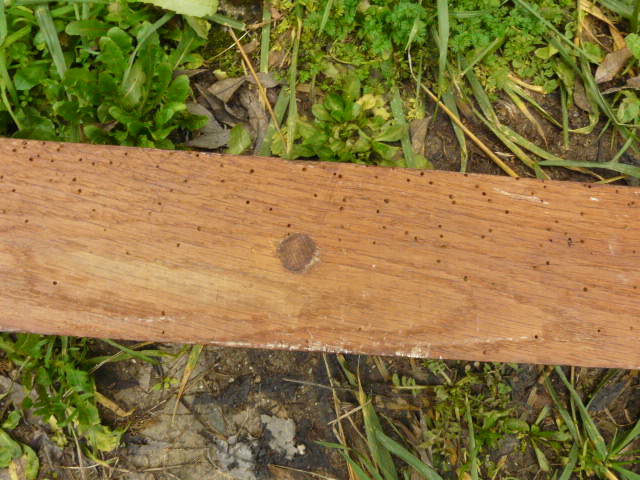 Coatrack wood 6 hooks industrial or school