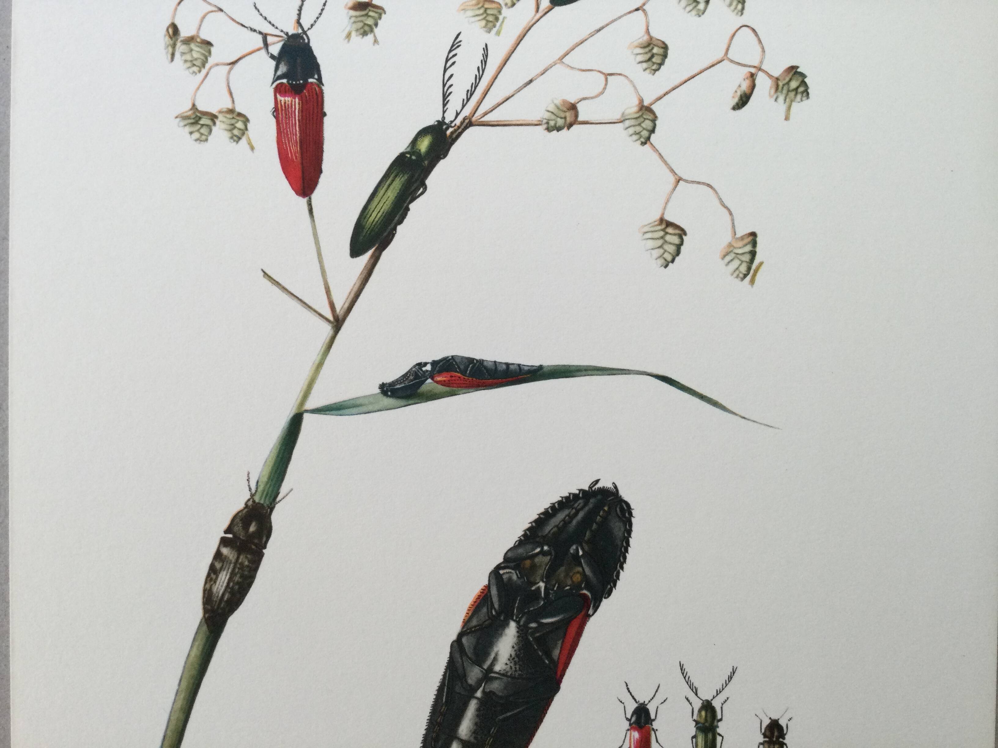 Antique illustration of click beetles, vintage print, 1960s