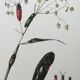 Antique illustration of click beetles, vintage print, 1960s