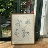 Botanical plank "Tisane to help children sleep"