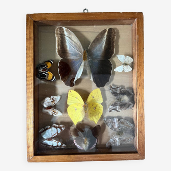 Cadre transparent avec véritables papillons naturalisés