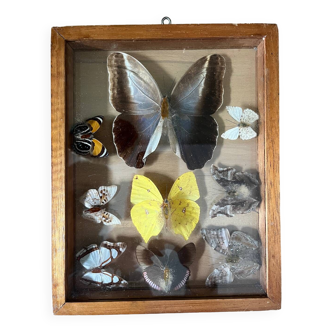 Transparent frame with real stuffed butterflies