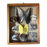 Transparent frame with real stuffed butterflies