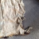 Goat skin