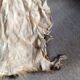 Goat skin