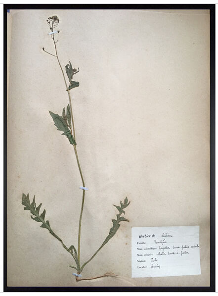 Lot de 4 planches herbier vintage 1924