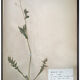 Lot de 4 planches herbier vintage 1924