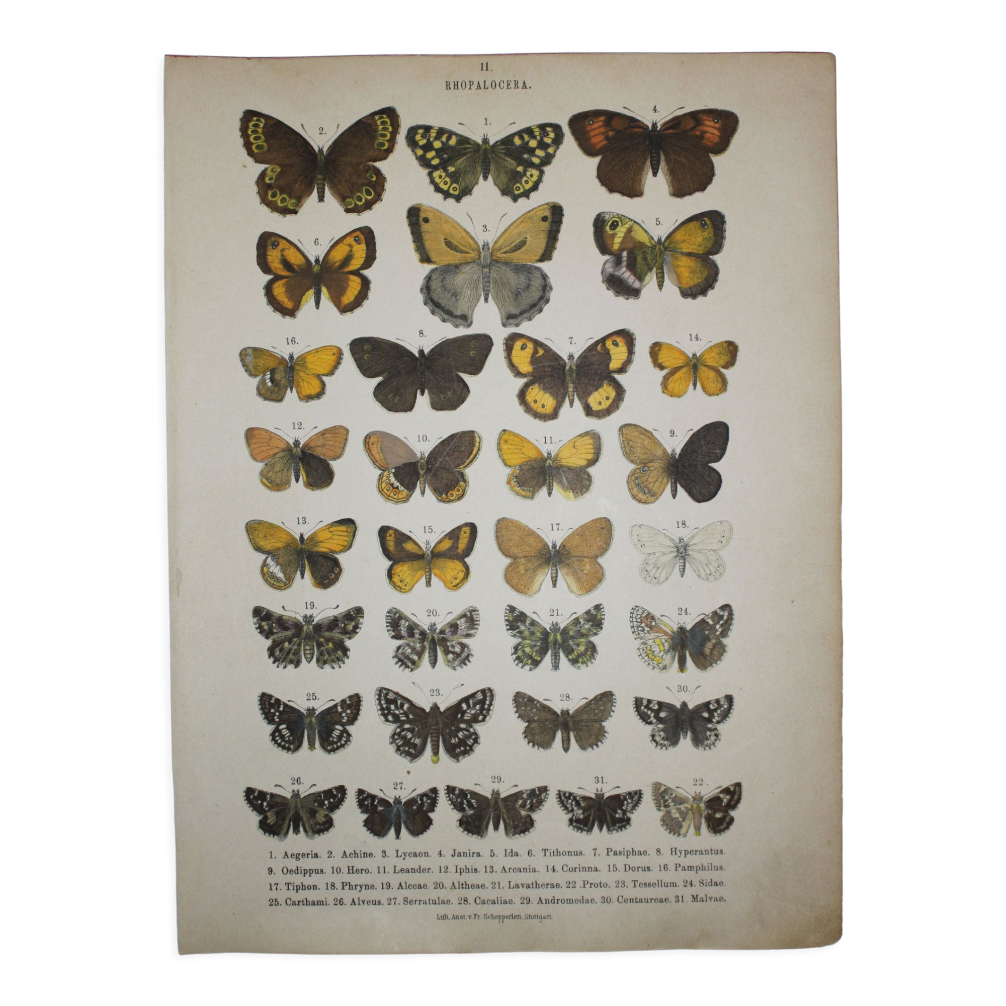 Aegeria butterflies, illustration from 1887, antique print, lepidoptere original insect plate