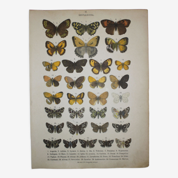 Papillons aegeria, illustration de 1887, gravure ancienne, lépidoptere planche originale