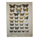 Aegeria butterflies, illustration from 1887, antique print, lepidoptere original insect plate