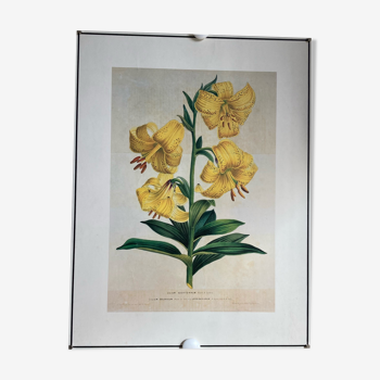 Botanical poster Lys yellow