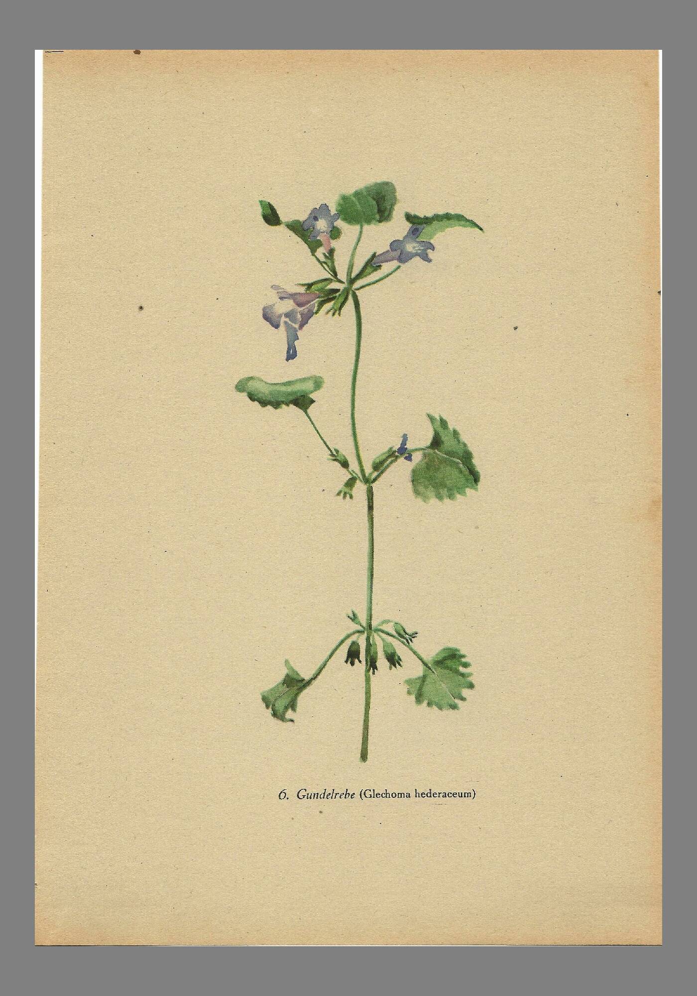 Illustration ancienne 1948 - Lierre terrestre - Planche botanique vintage