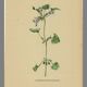 Illustration ancienne 1948 - Lierre terrestre - Planche botanique vintage