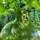 Lady Jeanne / 22 L carboy