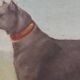 Dog painting
