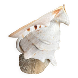 Extra large sea snail shell