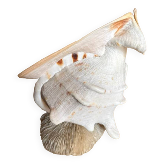 Escargot de mer extra large coquillage