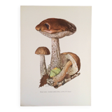 Botanical illustration "mushrooms", 1960s