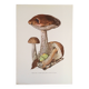 Illustration botanique "champignons", années 60