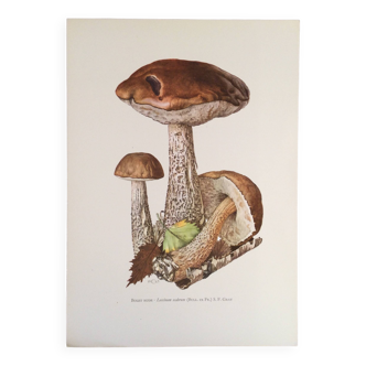 Botanical illustration "mushrooms", 1960s