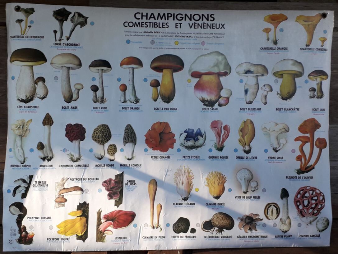 School poster / m.d.i / mushrooms edible and poisonous 1975