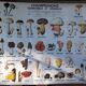 School poster / m.d.i / mushrooms edible and poisonous 1975