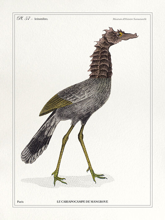 Lithograph chimeric engraving animal - the cariapocampus