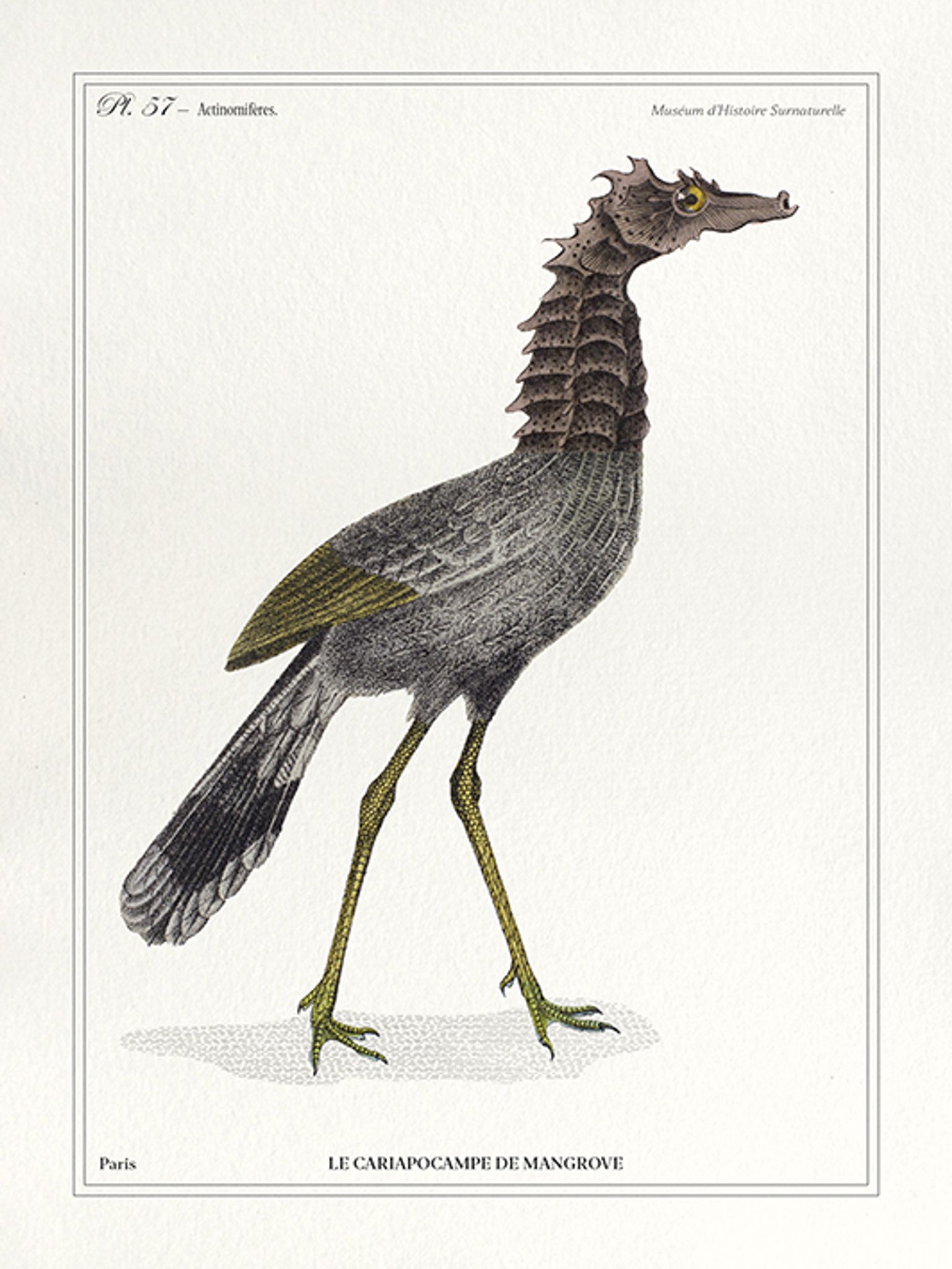 Lithograph chimeric engraving animal - the cariapocampus