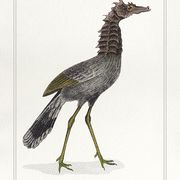 Lithograph chimeric engraving animal - the cariapocampus