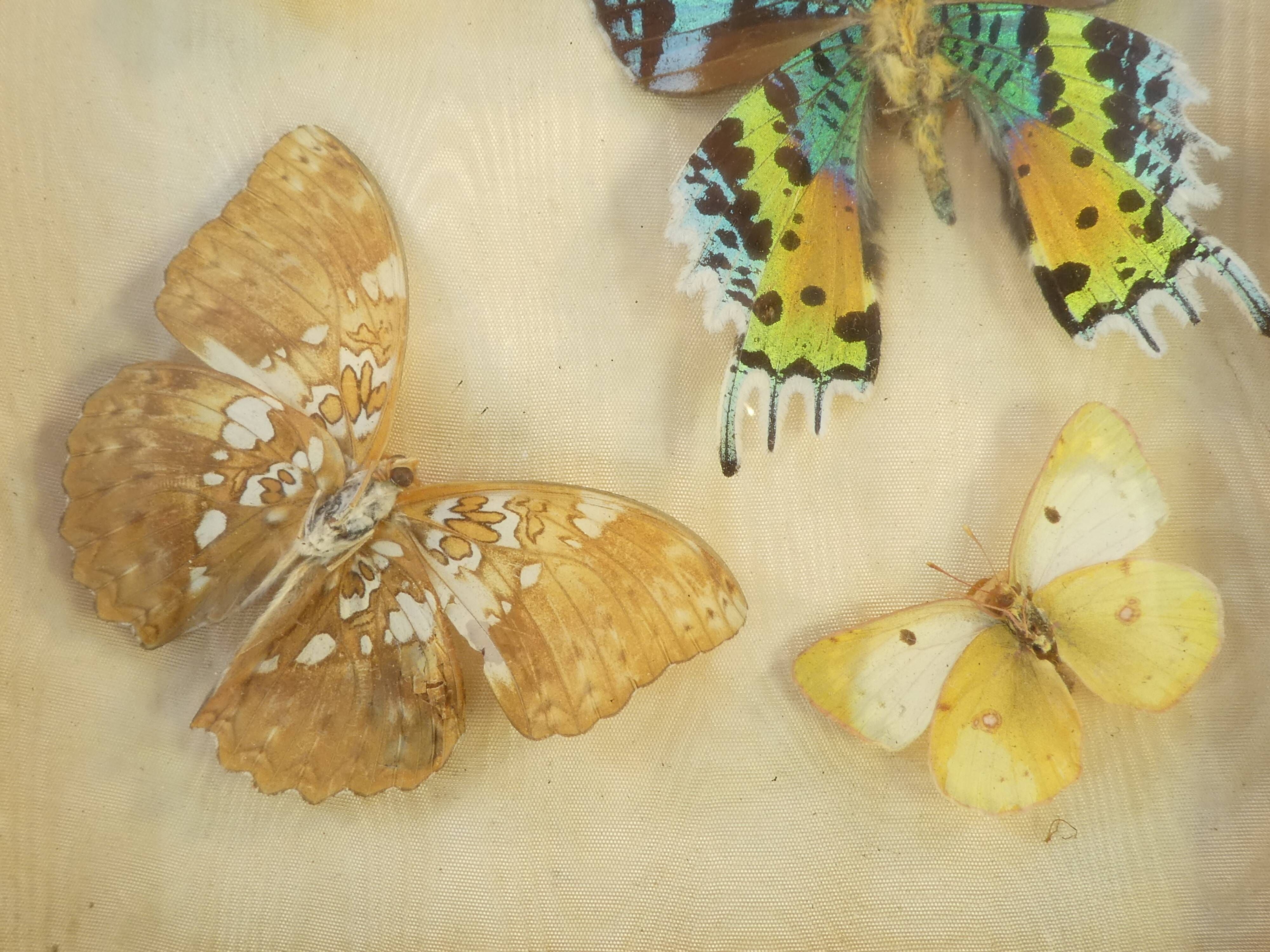 Entomology old taxidermy butterfly frame