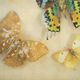 Entomology old taxidermy butterfly frame