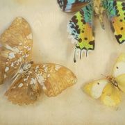 Entomology old taxidermy butterfly frame