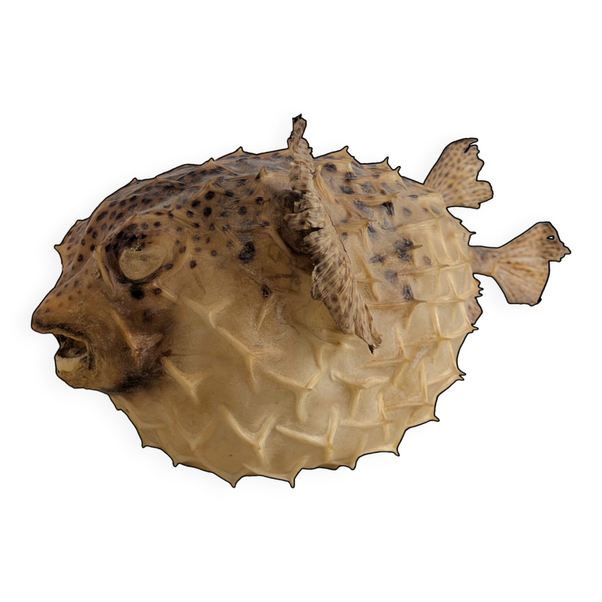 Diodon or taxidermied pufferfish