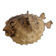 Diodon or taxidermied pufferfish