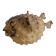 Diodon or taxidermied pufferfish